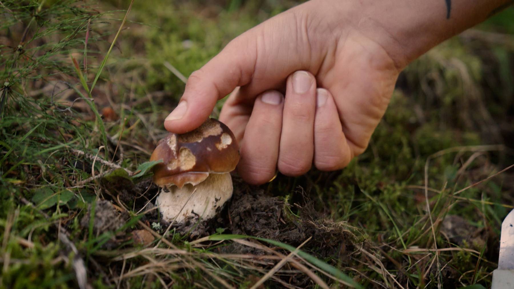 Pilz thumb
