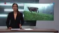 350 Kühe blockiert