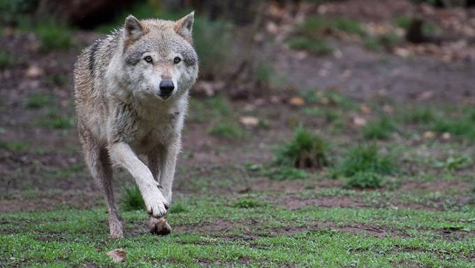 Wolfriss in Vättis bestätigt