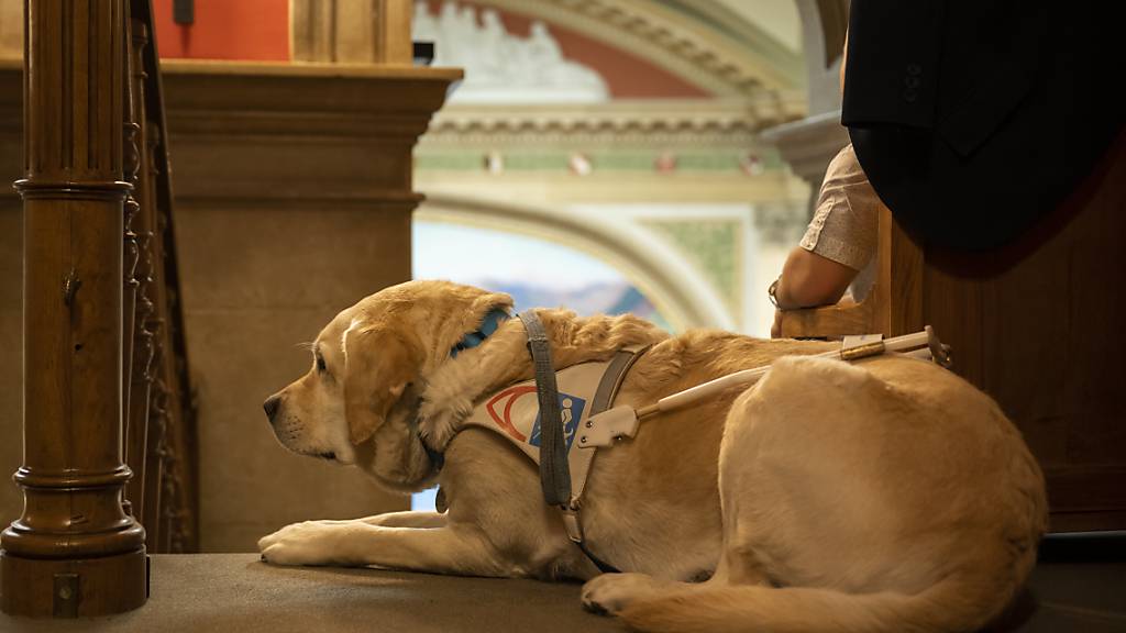 Bei der nächsten Revision des Hundegesetzes sollen Assistenzhunde für Behinderte von der Hundesteuer befreit werden; und damit ihre Besitzer den Haltern von Blindenführhunden gleichgestellt werden. (Archivbild)
