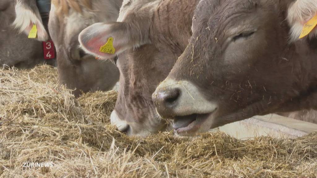 Vegi-Initiative will Landwirtschaft auf den Kopf stellen