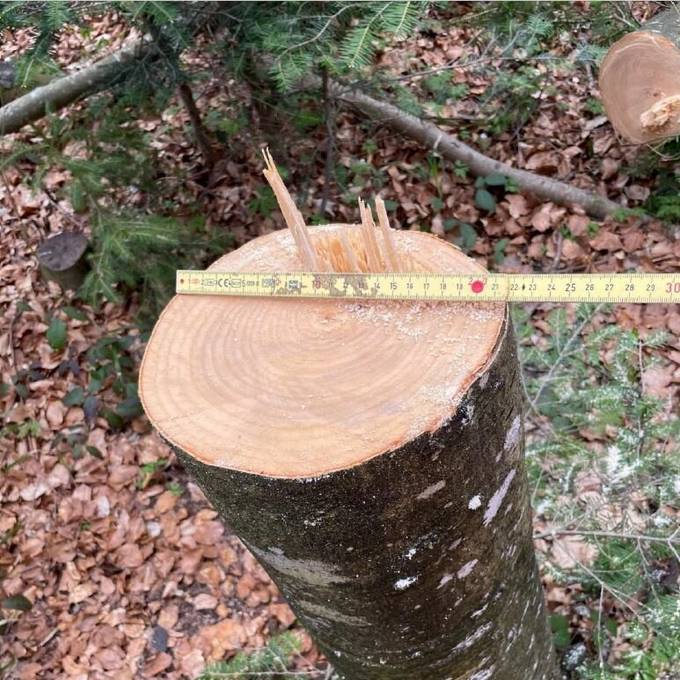 Rentner fällt illegal über 100 Bäume im Zürcher Stadtwald
