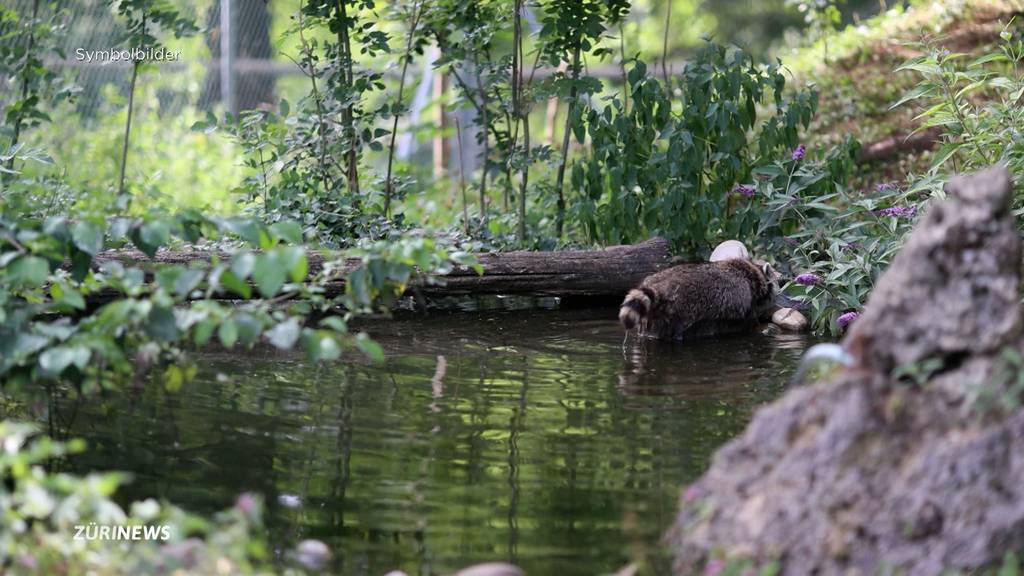 Waschbär jagt Schildkröten im Thurgau