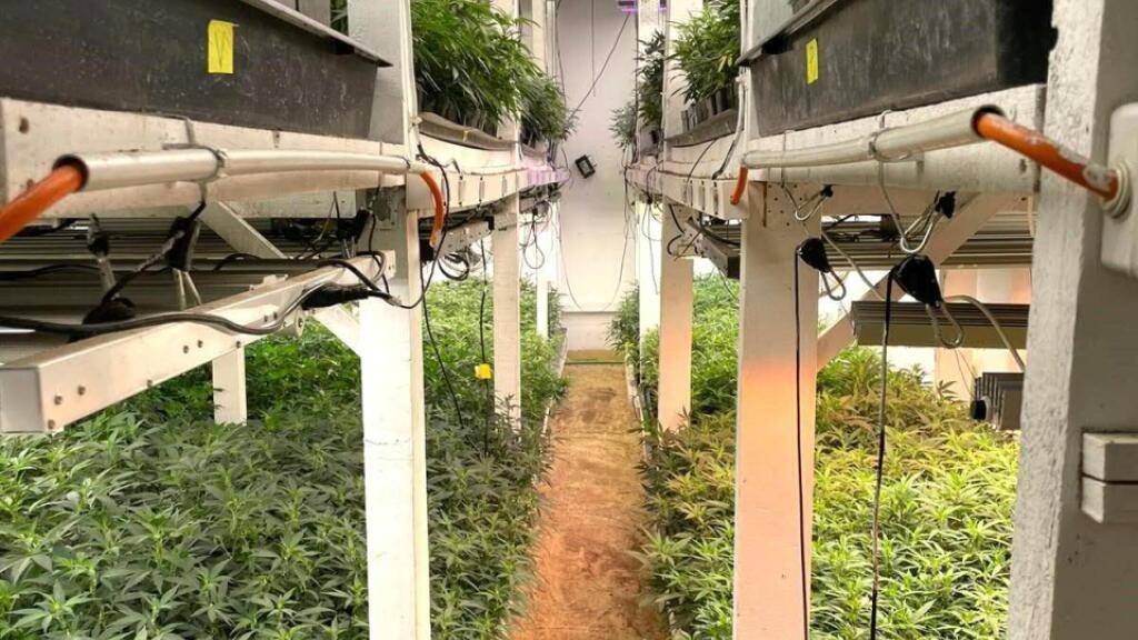 Die Waadtländer Polizei hat in Lonay und Plan-les-Ouates eine «rekordverdächtige» Menge an Cannabis beschlagnahmt.