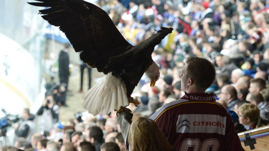 Der Genfer Adler Sherkan kommt erst am Mittwoch wieder zum Einsatz