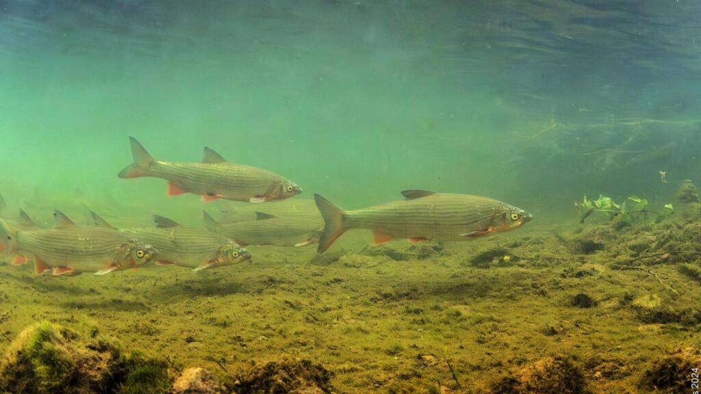 Fischer entdeckt in Gams SG über hundert Fische einer bedrohten Art