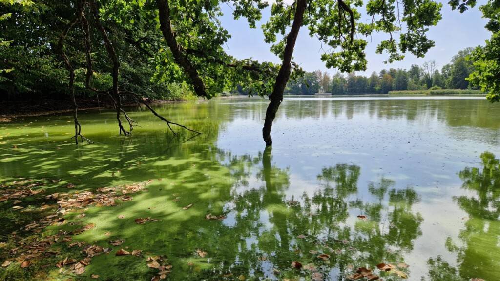 Behörden warnen vor Blaualgen in Weihern in Kreuzlingen TG