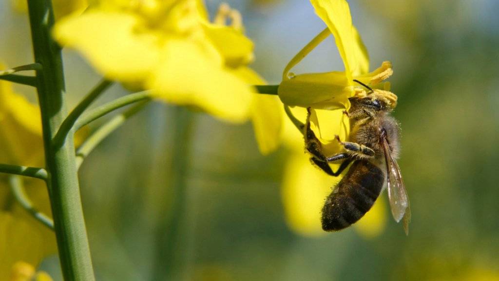 Eine Honigbiene beim Sammeln von Pollen von einer Raps-Blüte. Im italienischen Udine soll es wegen übermässigem Pestizid-Einsatz zu einem Bienensterben gekommen sein. (Symbolbild)