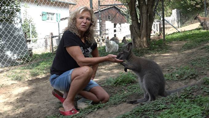 Wallaby Bilbo wird erwachsen