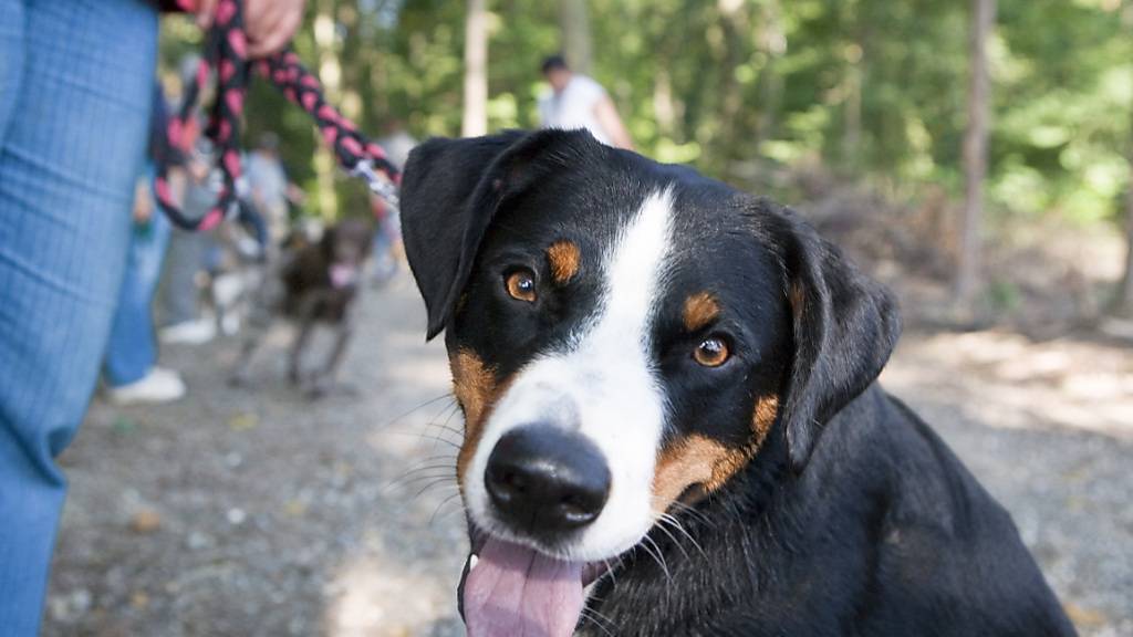 Eine Zürcher Hundehalterin erhält ihren beschlagnahmten Vierbeiner definitiv nicht zurück. Sie hatte es wegen ihrer Alkoholabhängigkeit nicht geschafft, einen Termin für die Abholung zu vereinbaren. (Symbolbild)