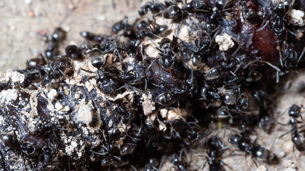 Der Gebäudeisolation zuliebe: Winterthur bekämpft fremde Ameisen 