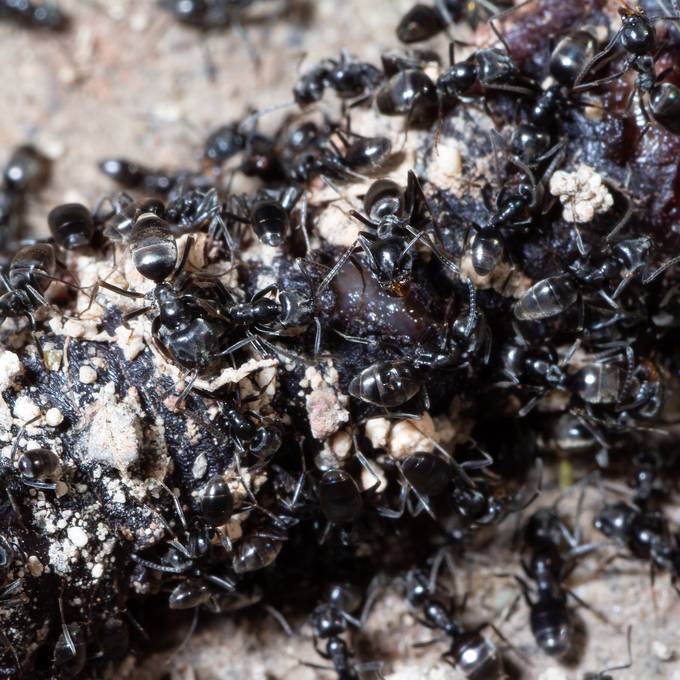Der Gebäudeisolation zuliebe: Winterthur bekämpft fremde Ameisen 