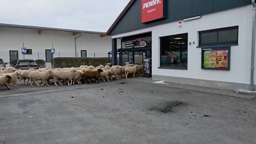 50 Schafe stürmen deutschen Supermarkt