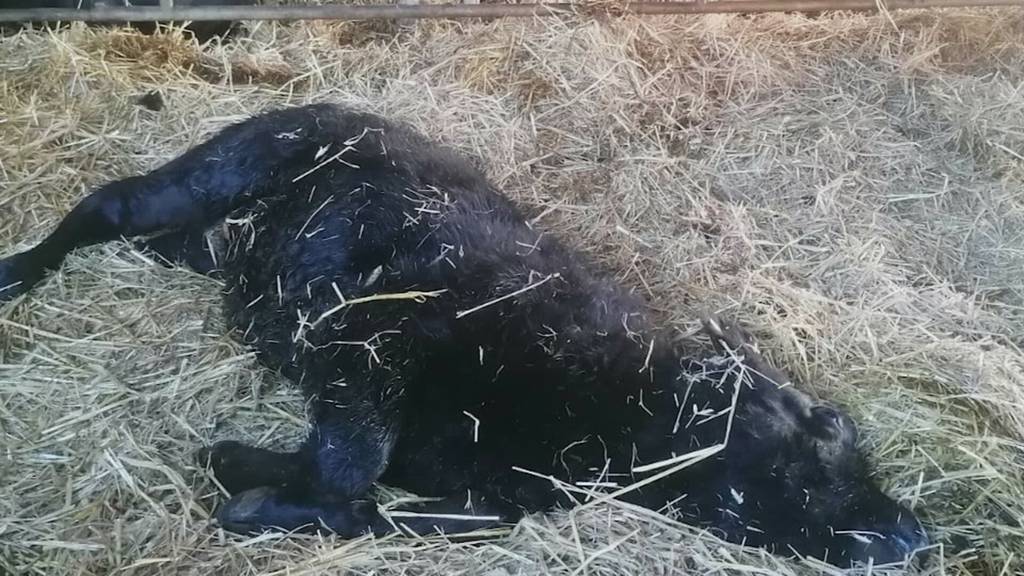 Kalb stirbt wegen Panik in Kuhstall