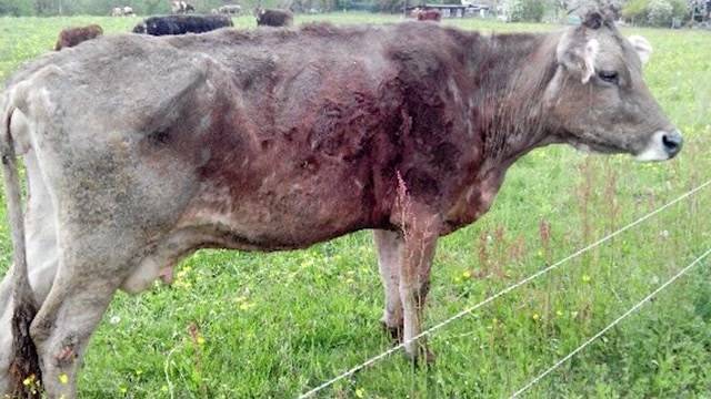 Hat der Veterinärdienst zu spät reagiert?