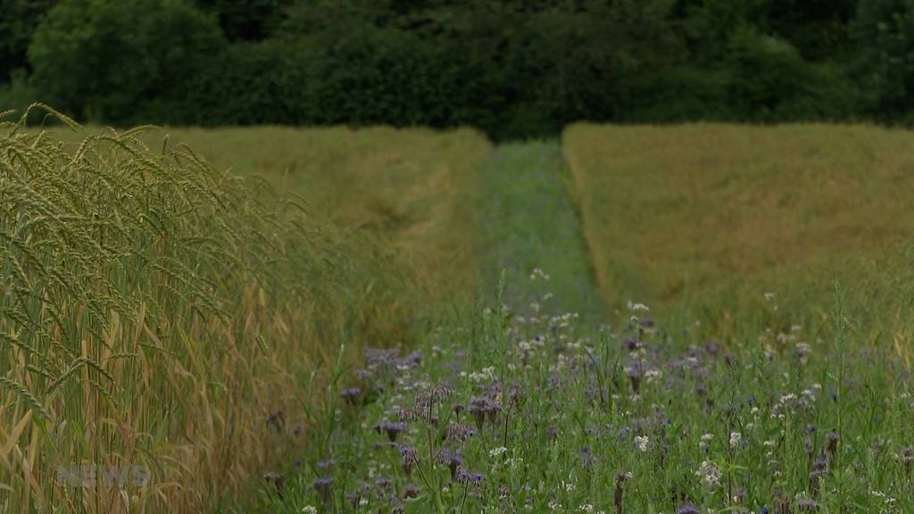 Bauern unterstützen Bienen mit Blumenstreifen