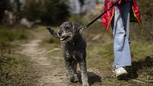 In Solothurner Wäldern gehören Hunde an die Leine