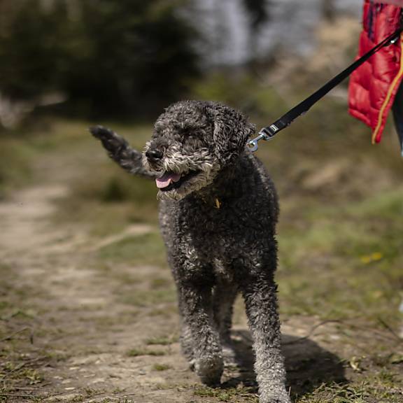 In Solothurner Wäldern gehören Hunde an die Leine