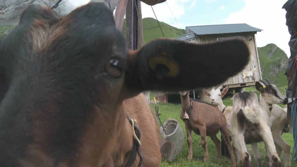 Vorschau Besuch auf Bergbauernhof