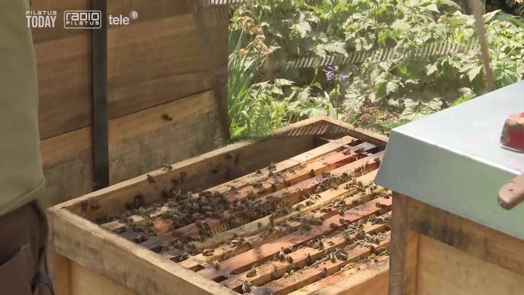 Wildbienen werden verdrängt: In Luzern hat es immer mehr Bienenstöcke
