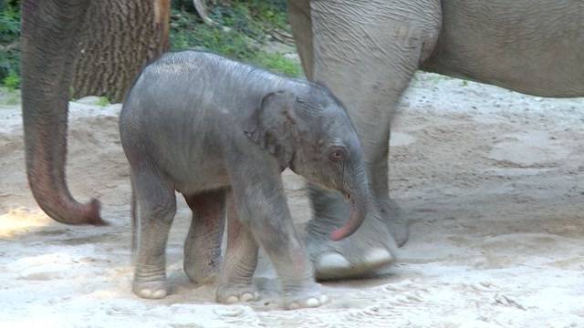 Süsser Nachwuchs für den Zoo Zürich