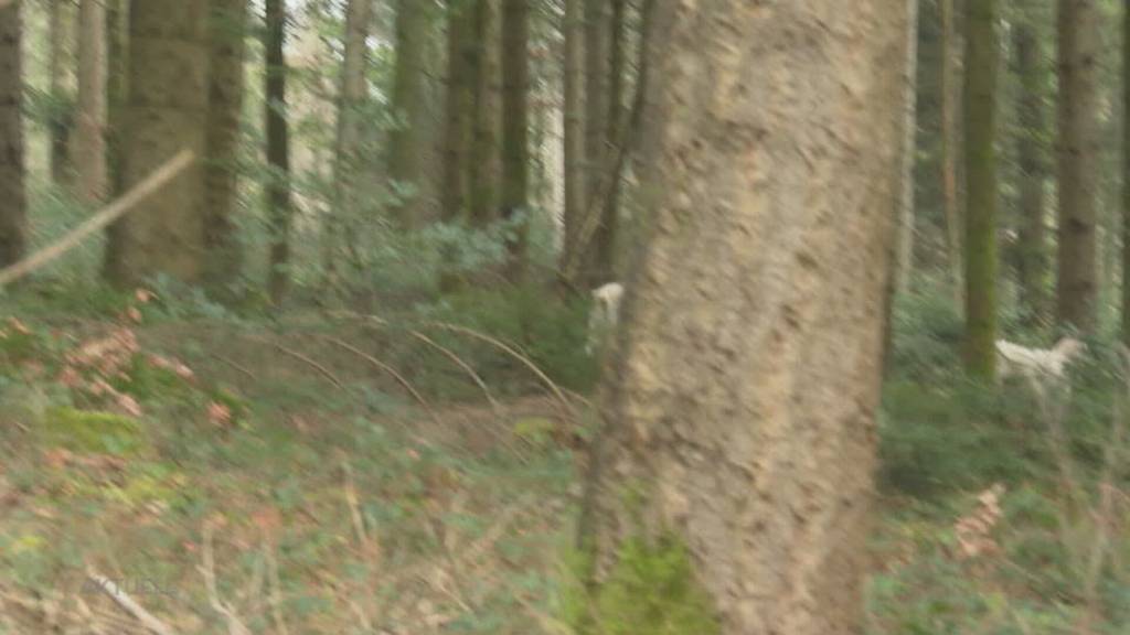 Grosse Solidarität: Alle wollen den eingefangenen Kölliker Ziegen helfen
