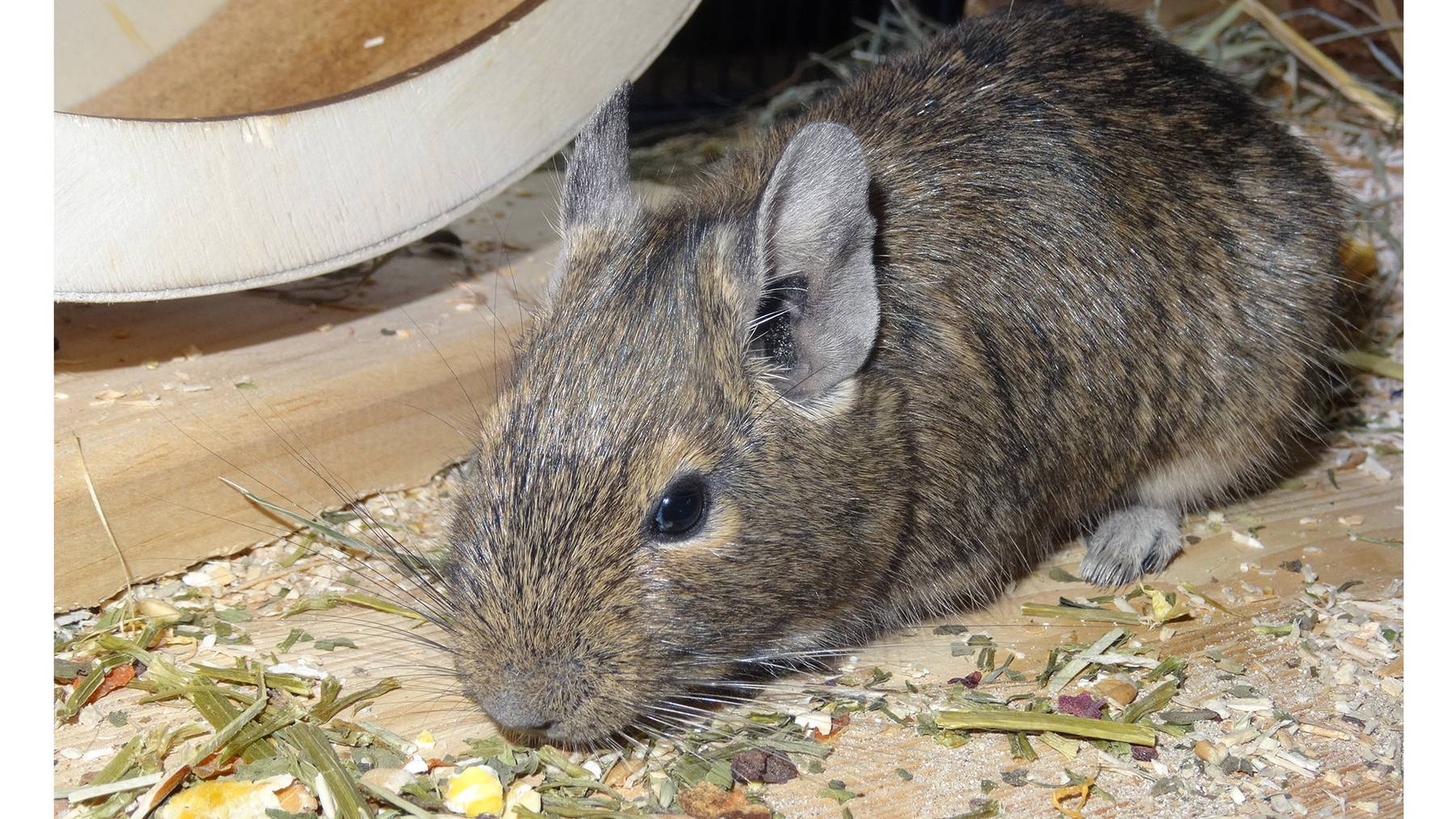 Degus