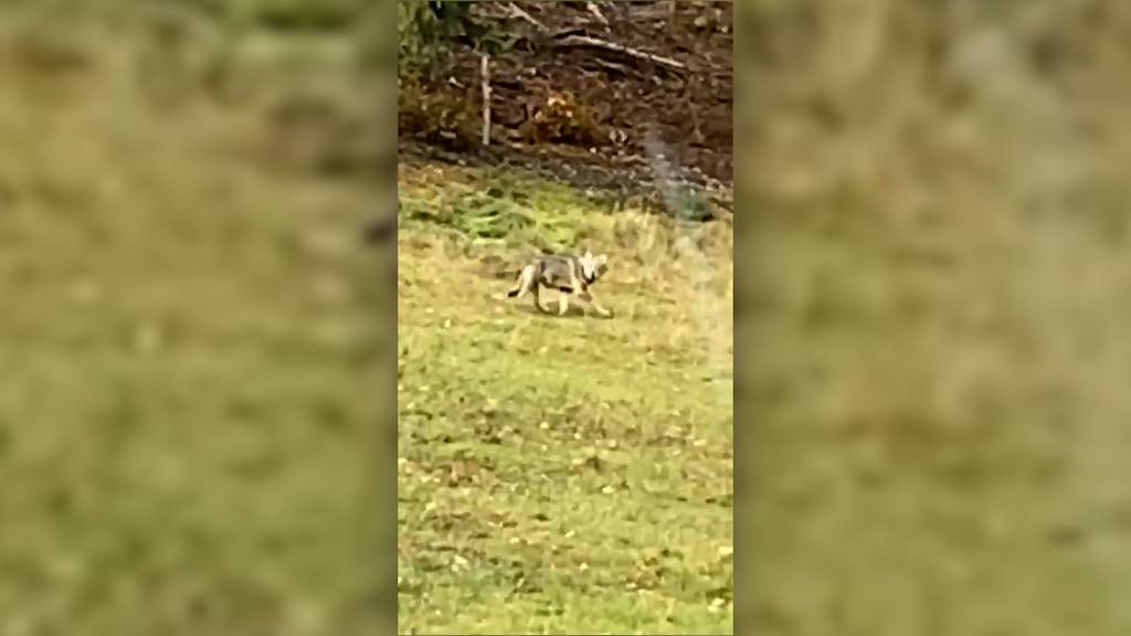 Autofahrer liefert Videobeweis: Das Mittelland hat wieder einen Wolf