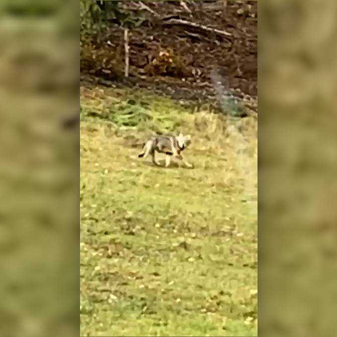 Autofahrer liefert Videobeweis: Das Mittelland hat wieder einen Wolf