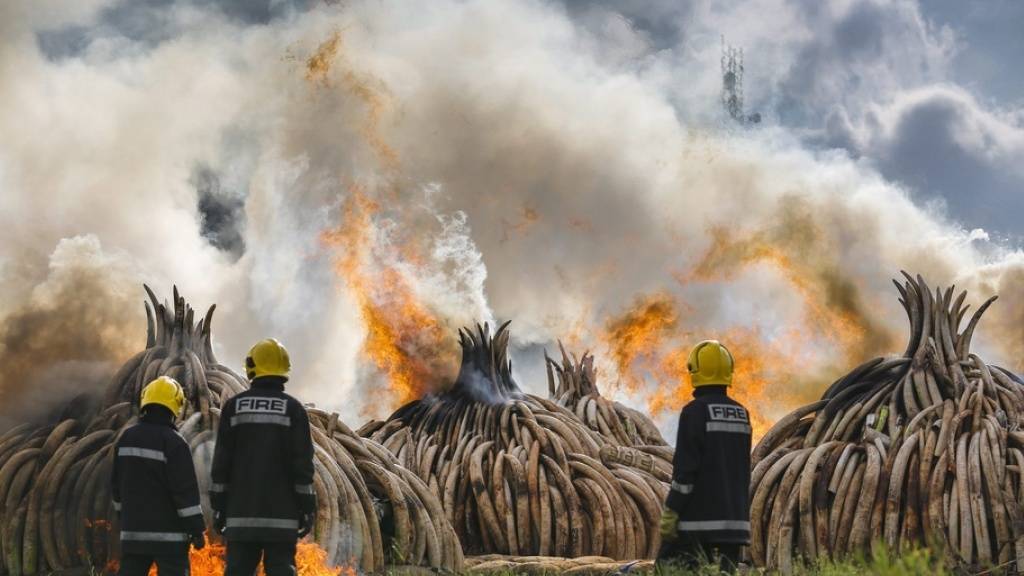 Verbrennung von beschlagnahmtem Elfenbein in Kenia. Obwohl niemand Elfenbein braucht ausser Elefanten, boomt der illegale Handel weiter. Es ist einer der Hauptgründe für das Verschwinden Zehntausender Elefanten jedes Jahr. Dabei sind Elefanten exzellente Klimahelfer (Archivbild).