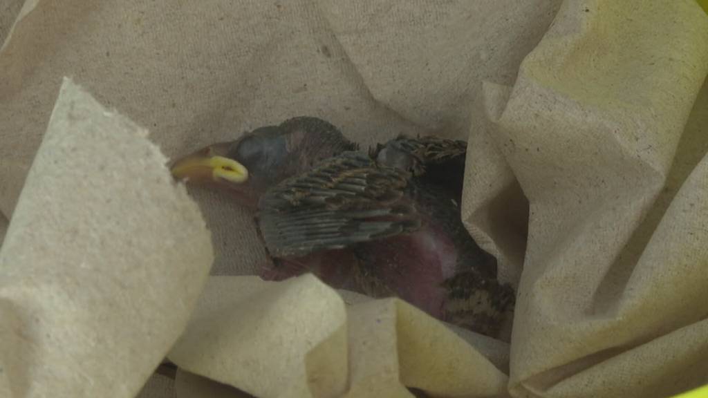 Vögel springen wegen Hitze aus Nestern: St.Galler Wildvogelpflege hat so viel zu tun wie noch nie
