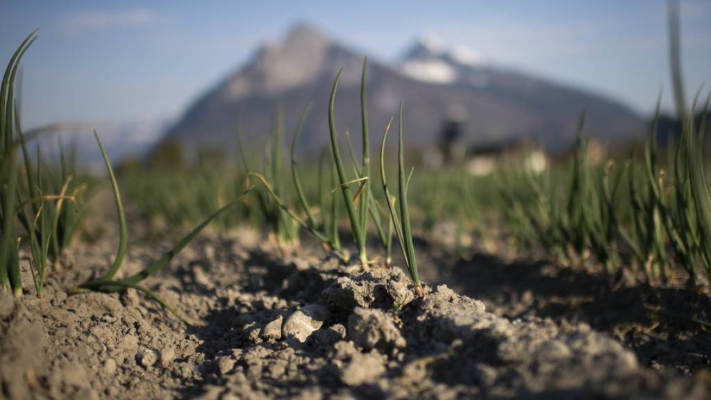 Im Boden leben deutlich mehr Tier-, Pflanzen und Pilzarten als bisher angenommen. (Symbolbild)
