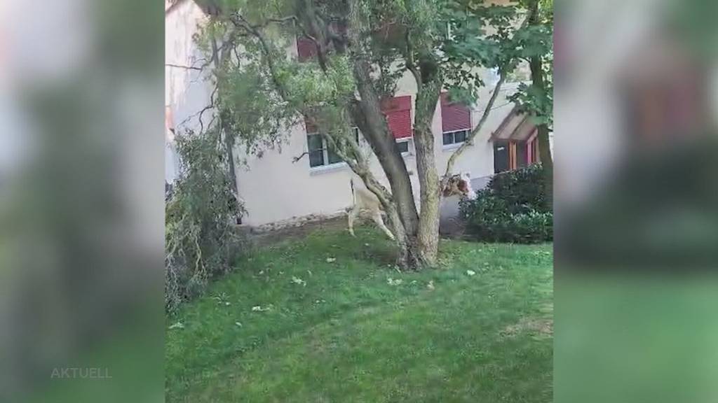 Ausgebüxt: In Härkingen spazieren  zwei Kühe durch ein Wohnquartier