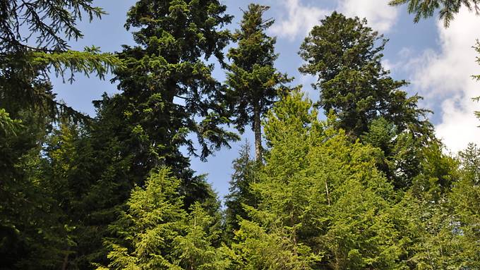 Grosse Bäume reagieren besonders empfindlich auf schwere Dürren 