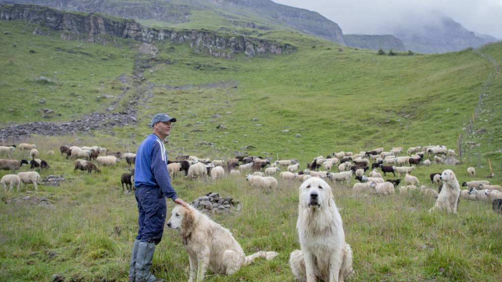 Ausgebildete Herdenschutzhunde bewachen eine Schafsherde auf dem Oberberg, hoch über dem Dorf Isenthal im Kanton Uri. (Archivbild)