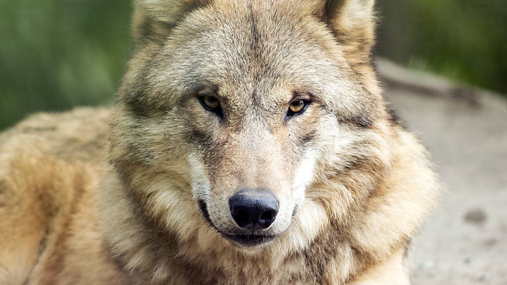 Wolf tötet Schaf: Zweiter Riss innert kürzester Zeit