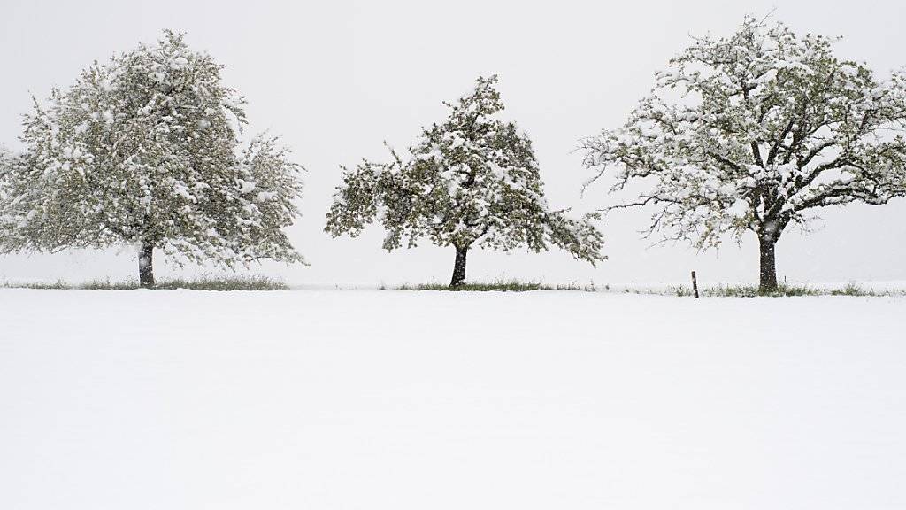 Obstbäume im Schnee: Nach dem Winterwetter vom Freitag wird ein sonniges Wochenende erwartet. (KEYSTONE/Gian Ehrenzeller)