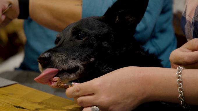 Zoe Scarlett verfüttert Hund verschmähtes Menü – Publikum ist entsetzt