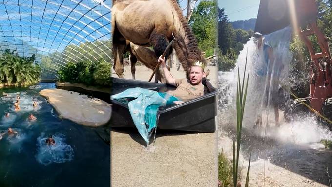 So viele Nachahmer findet der Zoo Zürich für seine Teich-Challenge