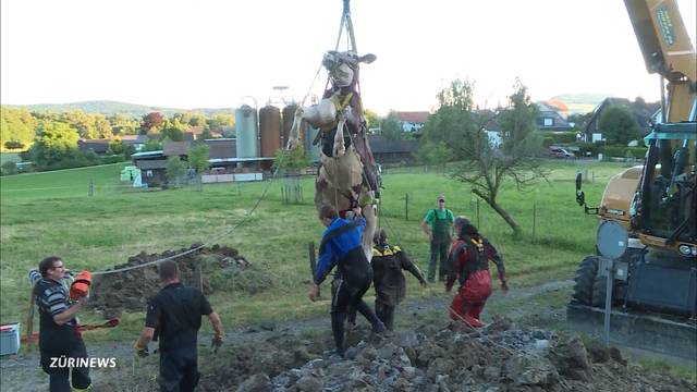 Kuh sorgt für archäologischen Fund