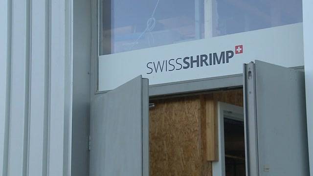 Frische Shrimps aus Solothurn