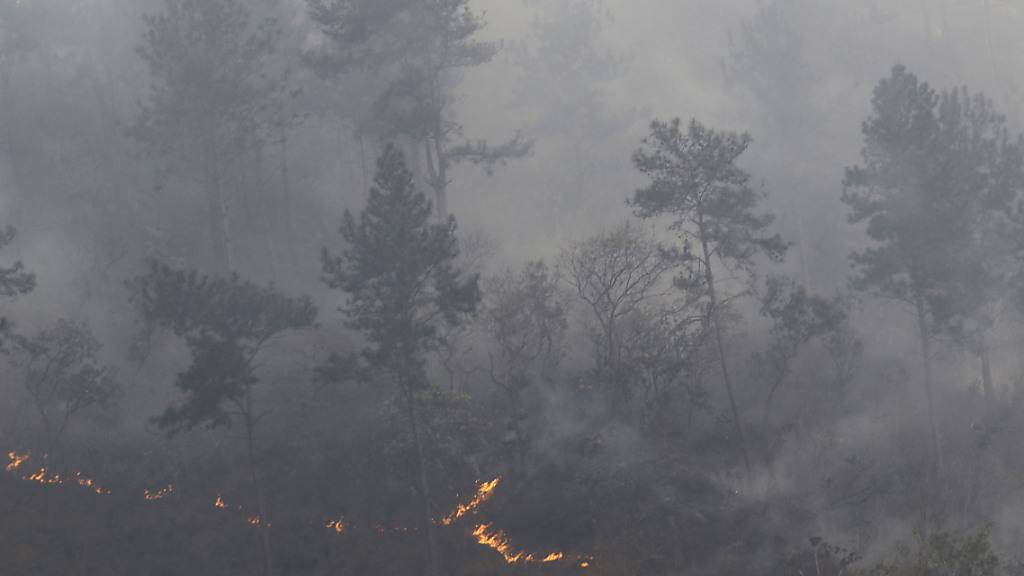 Ein Wald brennt am Berg Cerro El Cafe bei Valencia, Venezuela. Foto: Juan Carlos Hernandez/ZUMA Press Wire/dpa