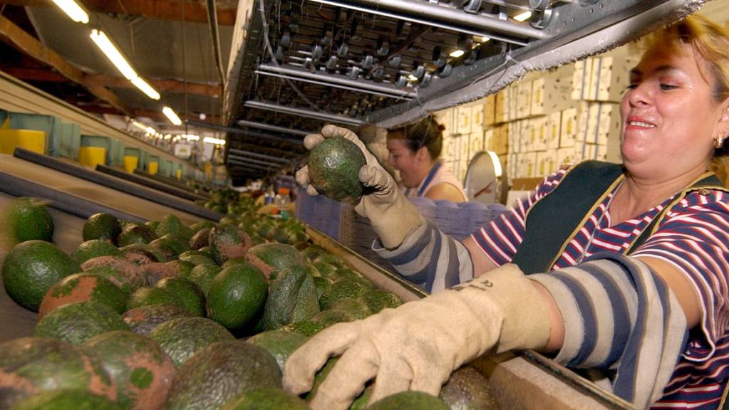 Die USA hat die Einfuhr mexikanischer Avocados vorerst gestoppt. Grund ist ein Drohanruf bei einem amerikanischen Kontrolleur für Pflanzengesundheit. (Symbolbild)