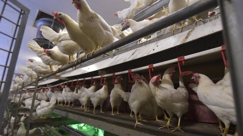 Der Bundesrat empfiehlt die Fair-Food-Initiative der Grünen zur Ablehnung. Im Bild ein BTS-konformer Hühnerstall in der Schweiz. (Archivbild)