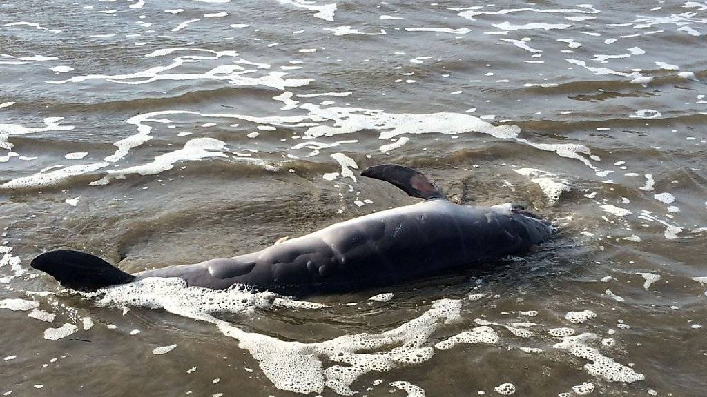 Am Strand verendet: Delfin überlebt Foto-Session in Argentinien nicht. (Symbolbild)