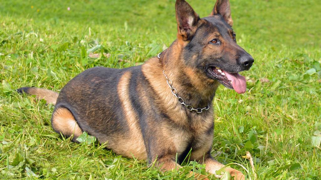 Polizeihund Capo überführt Räuber