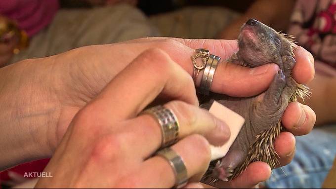 Hund päppelt Igel-Babys auf