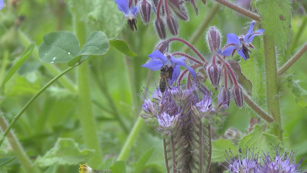 Breite Berner Allianz will Biodiversitätsinitiative verhindern
