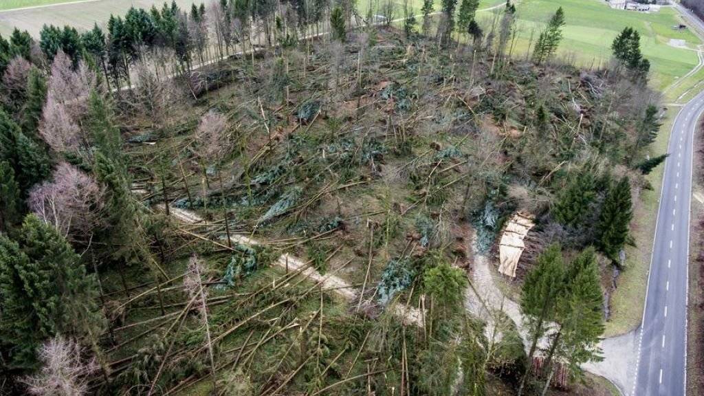 Flächendeckende Schäden gab es nur in wenigen Kantonen, wie zum Beispiel hier in einem Waldstück bei Kestenholz SO. (Archivbild)