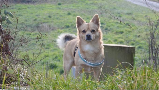 Hund gestohlen? Familie in Muri sucht verzweifelt nach Teddy
